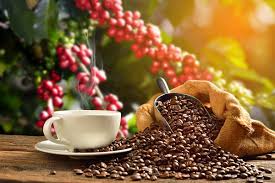 Roasted coffee beans, a cup and a hessian sack beside a coffee plant