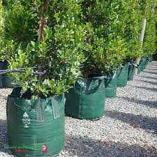 Potted nursery trees in plastic grow bags at a plant nursery