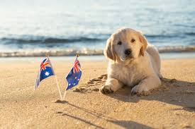 Golden retriever puppy on a beach with Australian flags