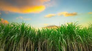 Sugar cane field at sunset