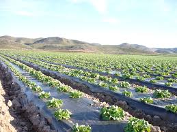 Crop rows planted on mulch film across a field