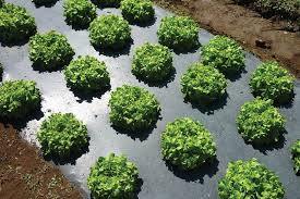 Lettuce heads growing through holes in black mulch film
